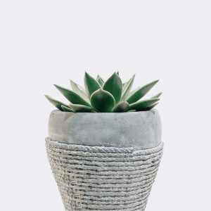 Acceuil plant5 free img