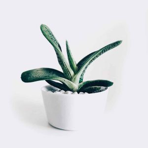 Acceuil plant3 free img